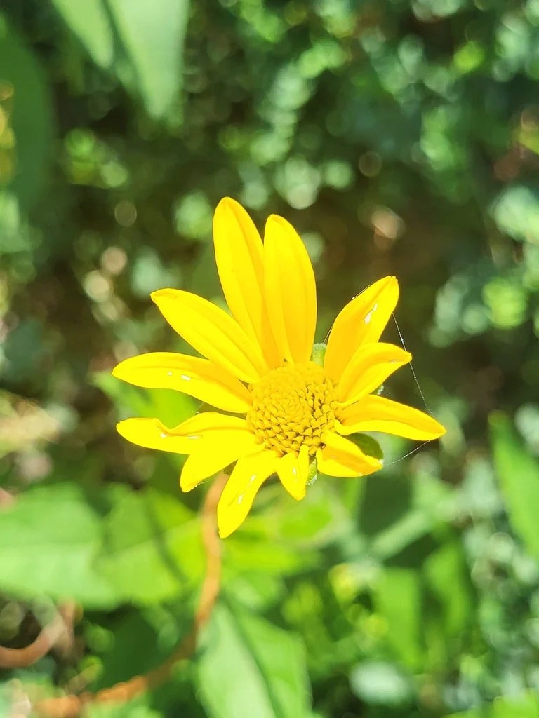 Heliopsis helianthoides