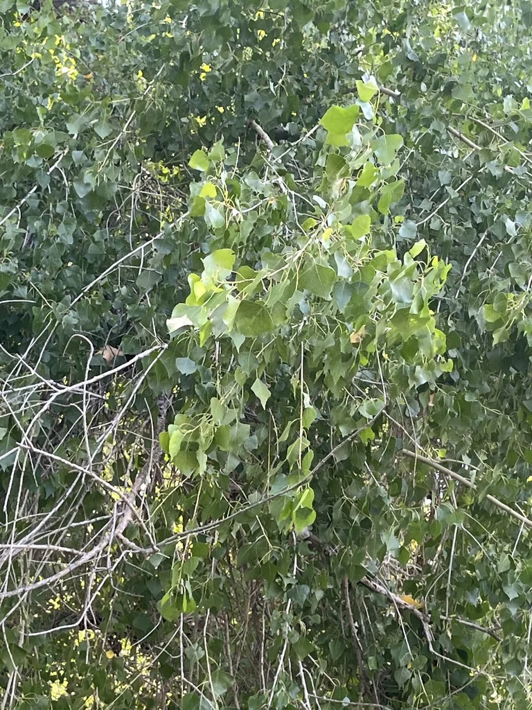 Populus Fremontii