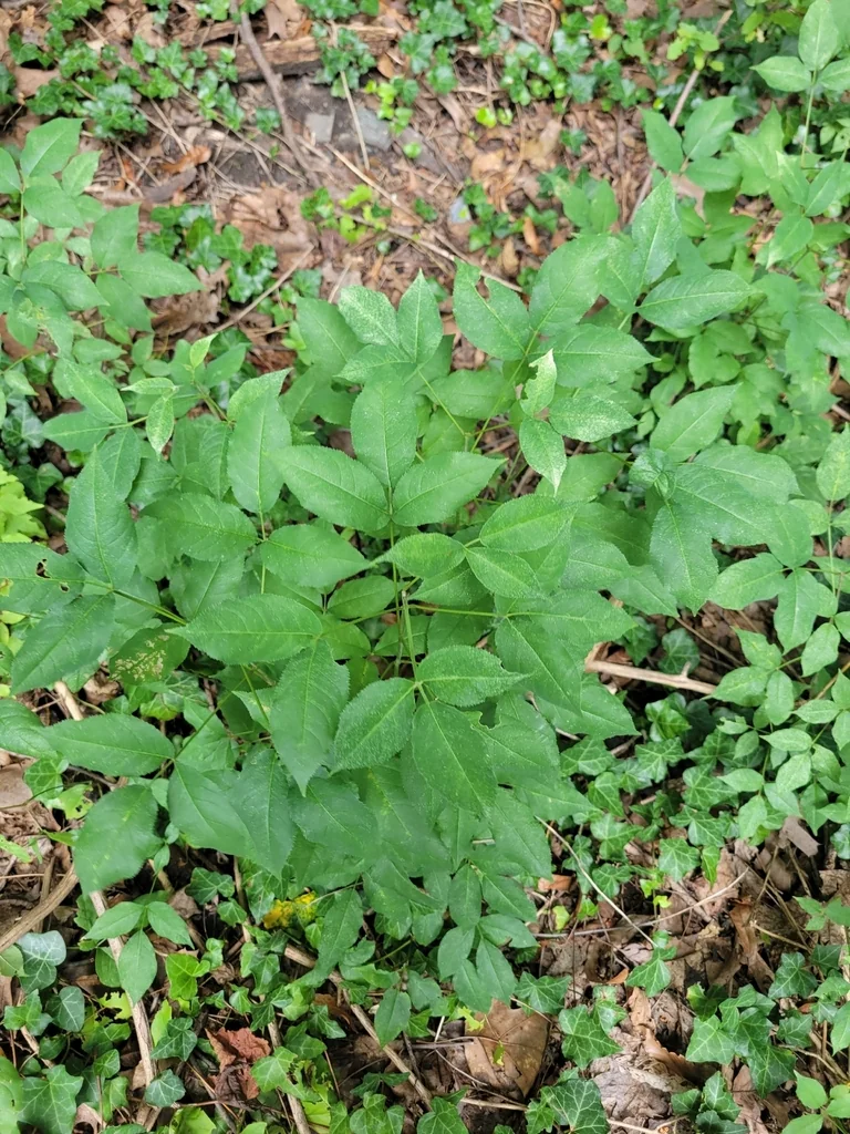 Staphylea Trifolia
