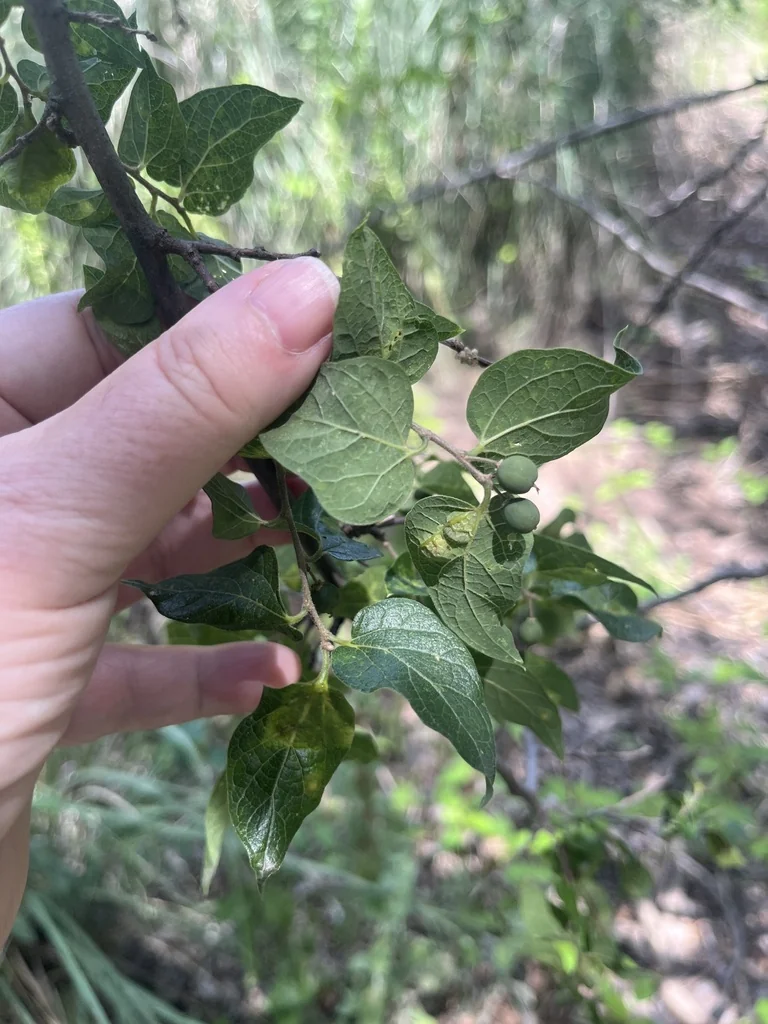 Celtis Reticulata