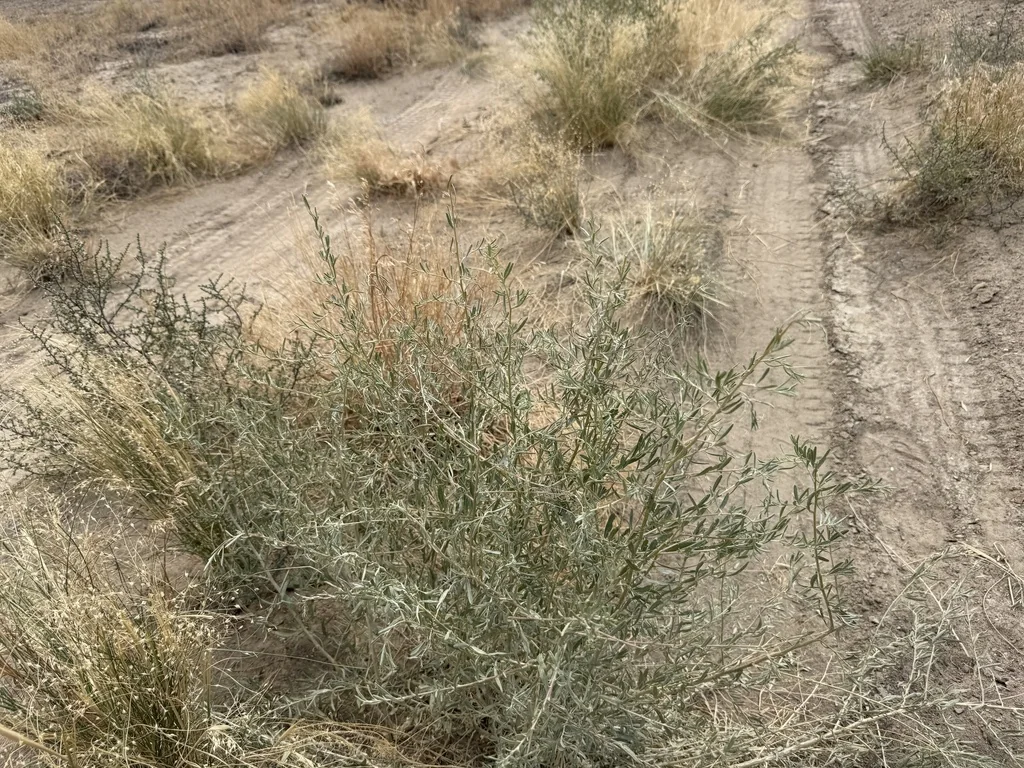 Atriplex Canescens