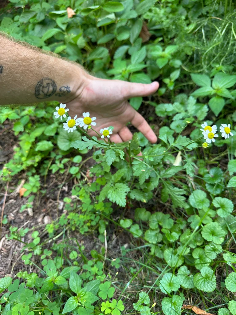Tanacetum Parthenium