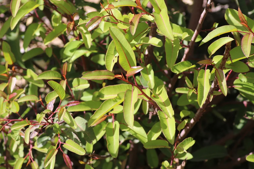 Malosma Laurina