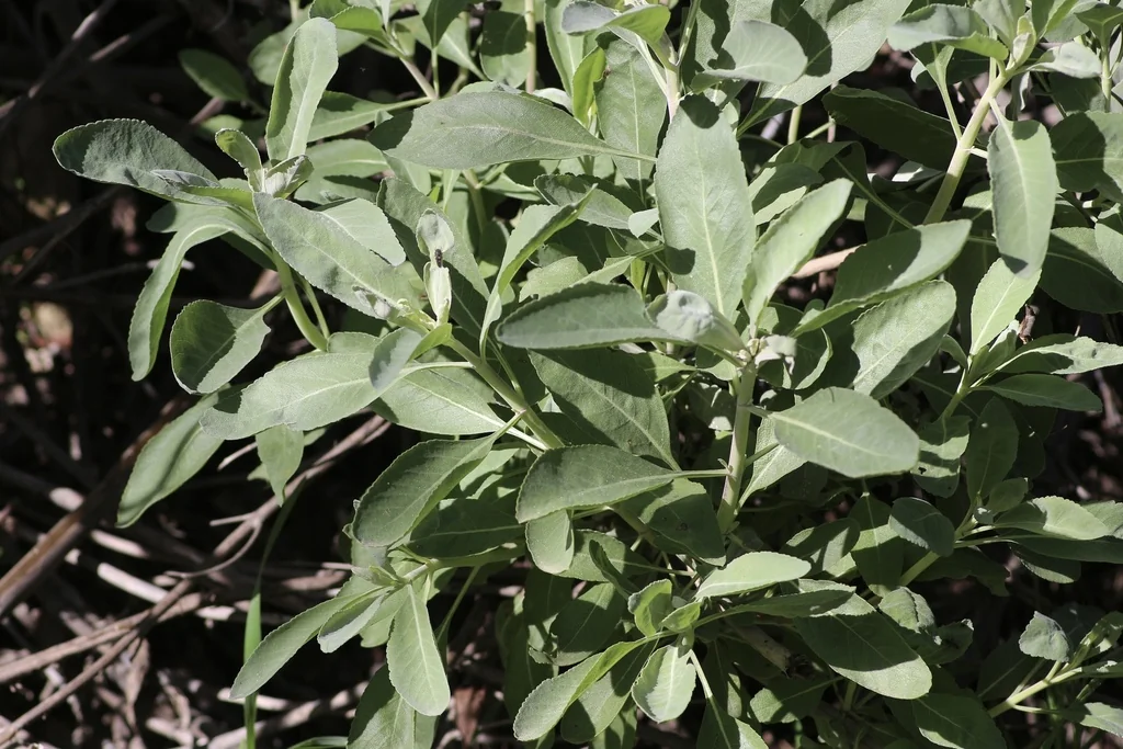 Salvia Apiana
