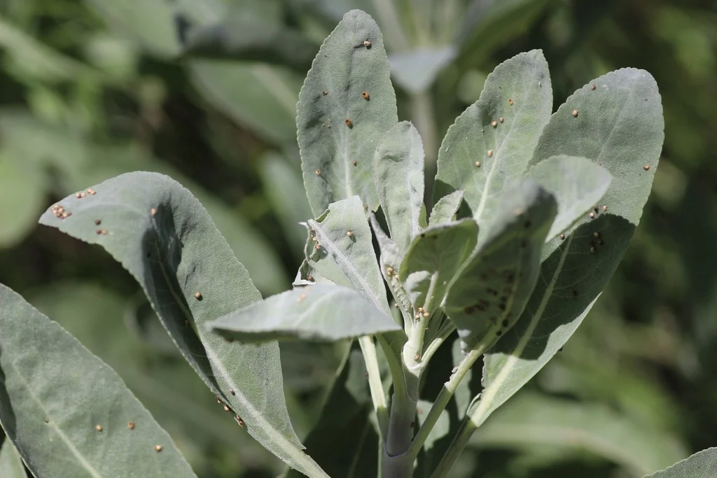 Salvia Apiana