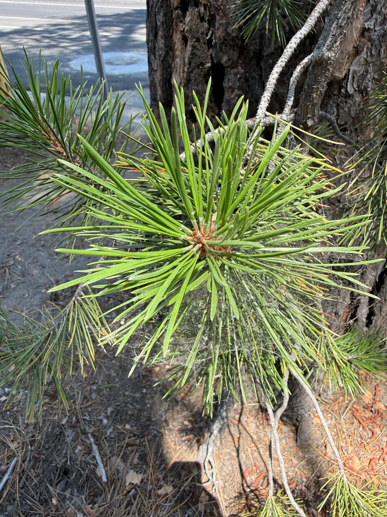 Pinus Contorta