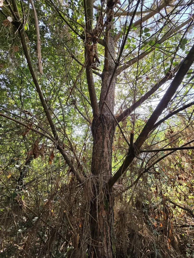 Pinus Pinea