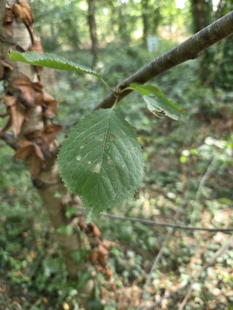 Prunus Avium