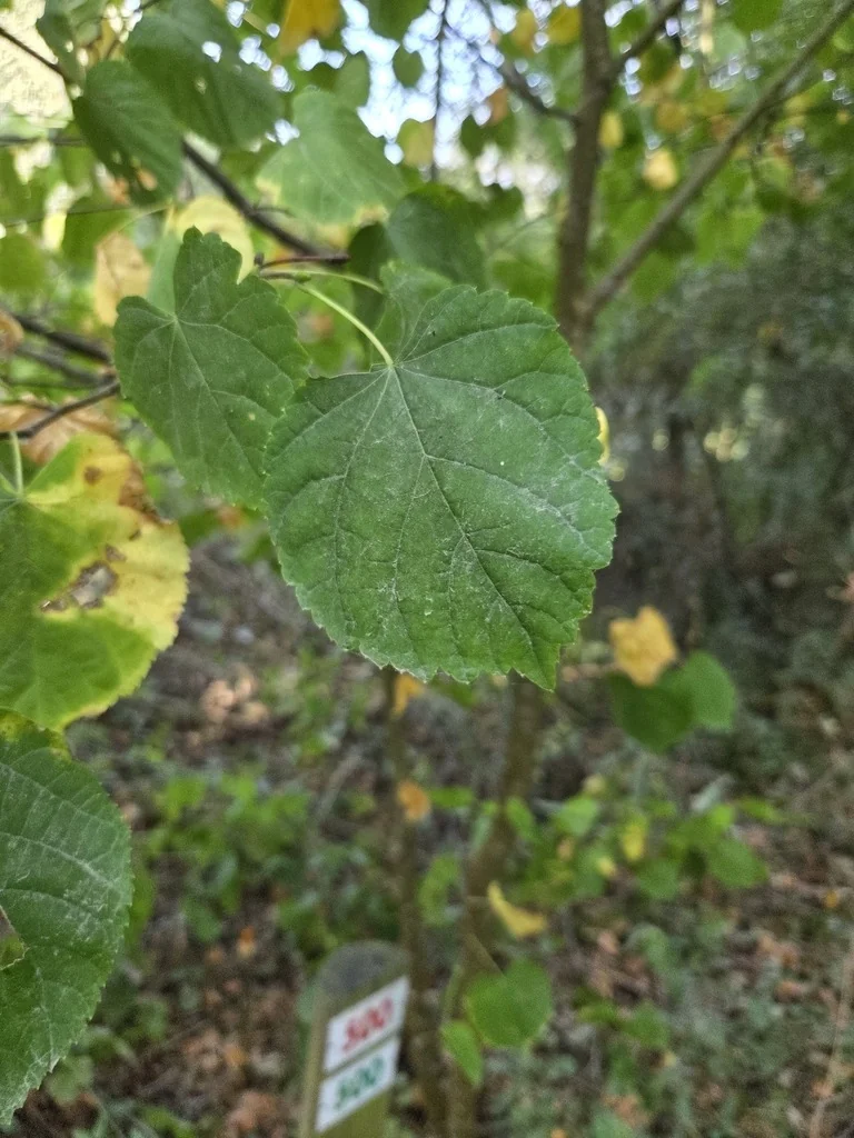 Tilia Cordata