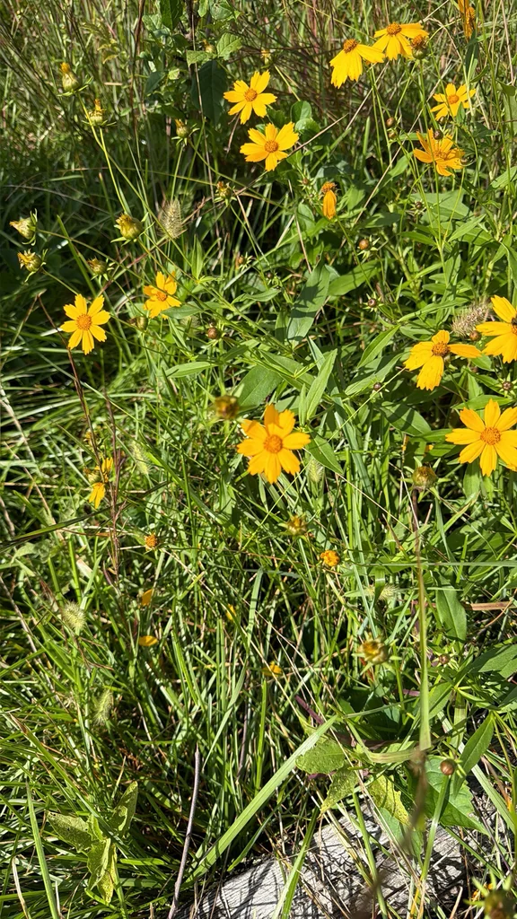 Coreopsis Lanceolata