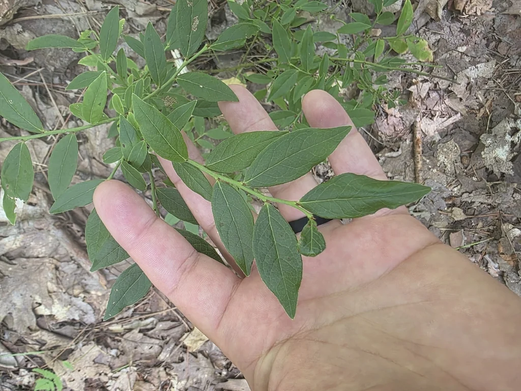 Vaccinium Angustifolium