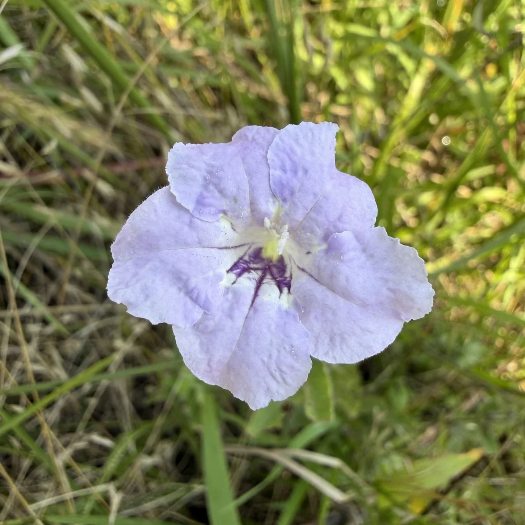 Ruellia Humilis