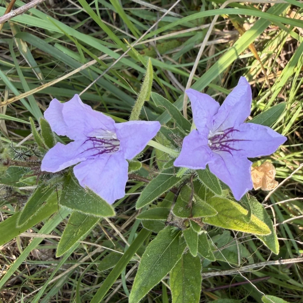 Ruellia Humilis
