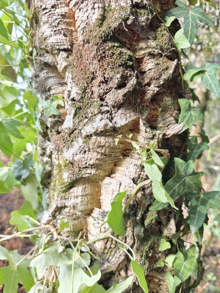 Quercus Suber