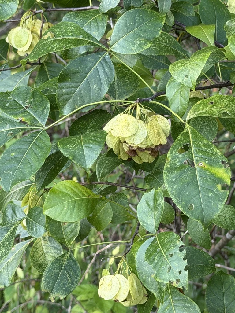 Ptelea Trifoliata