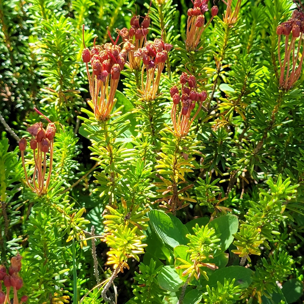 Phyllodoce Empetriformis
