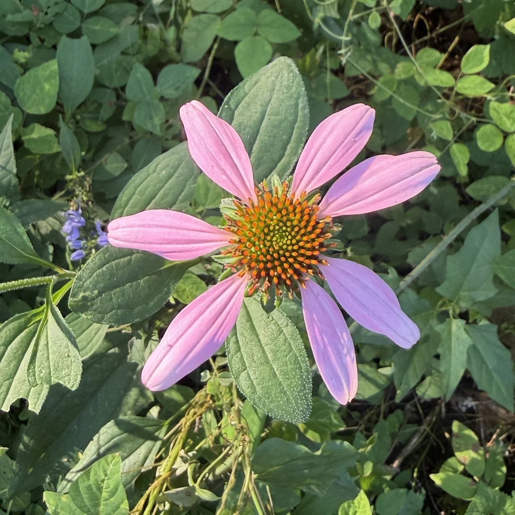 Echinacea Purpurea