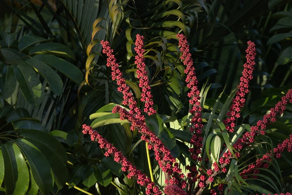 Schefflera Actinophylla