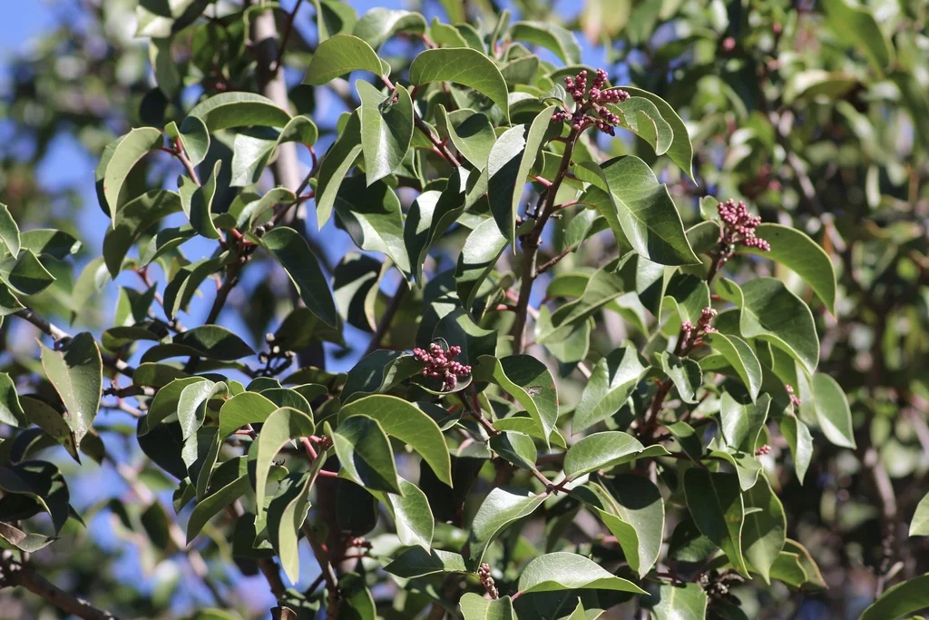 Rhus Ovata