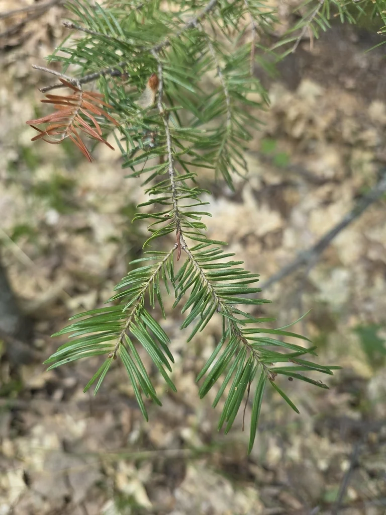 Abies Balsamea