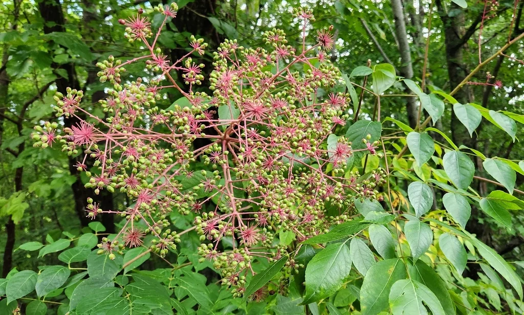 Aralia Spinosa