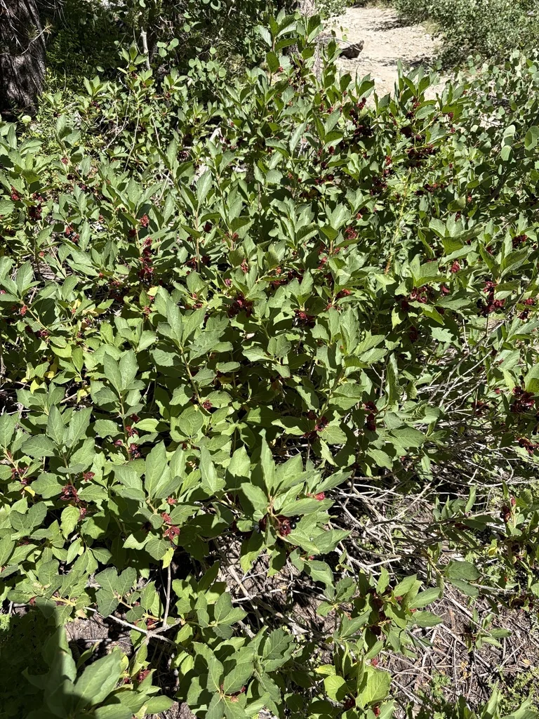 Lonicera Involucrata