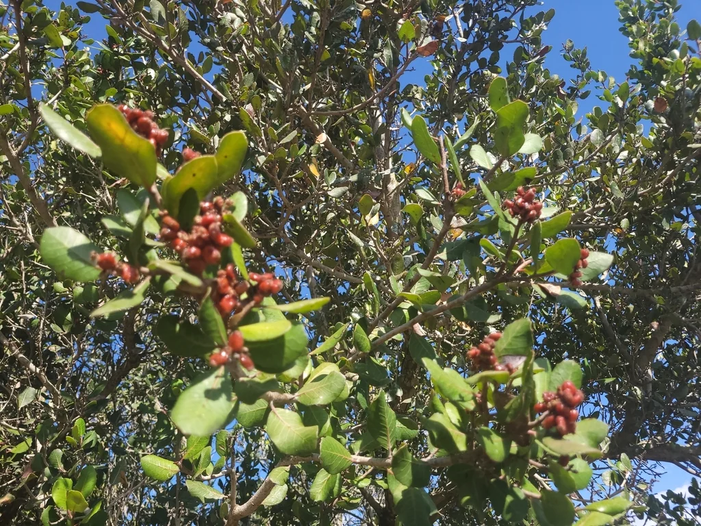 Rhus Integrifolia