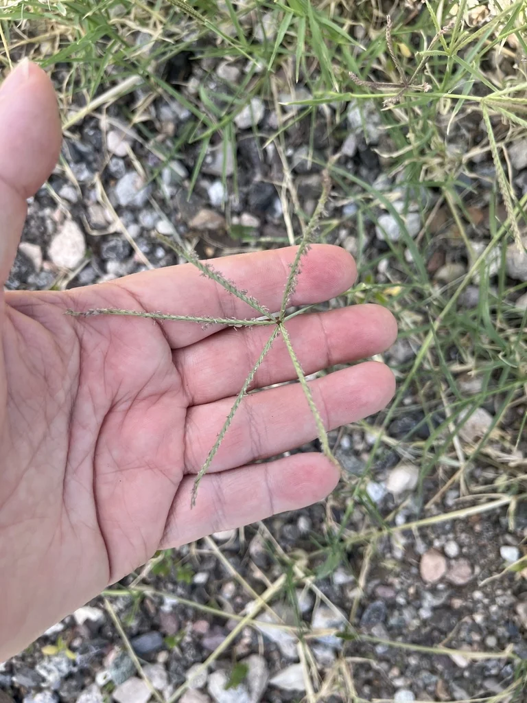 Cynodon Dactylon