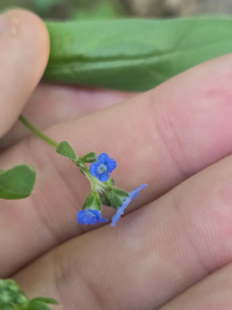 Cynoglossum Amabile