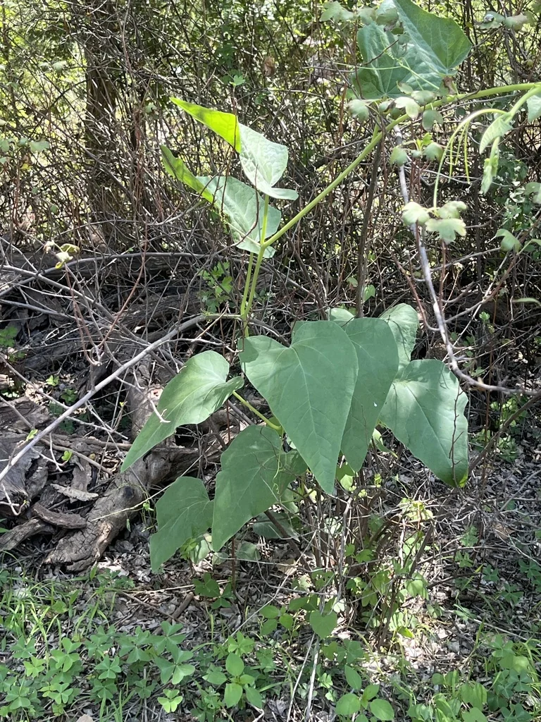 Cucurbita Foetidissima