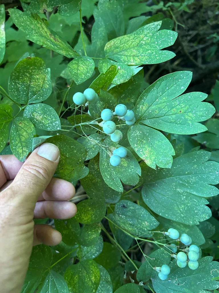 Caulophyllum Thalictroides