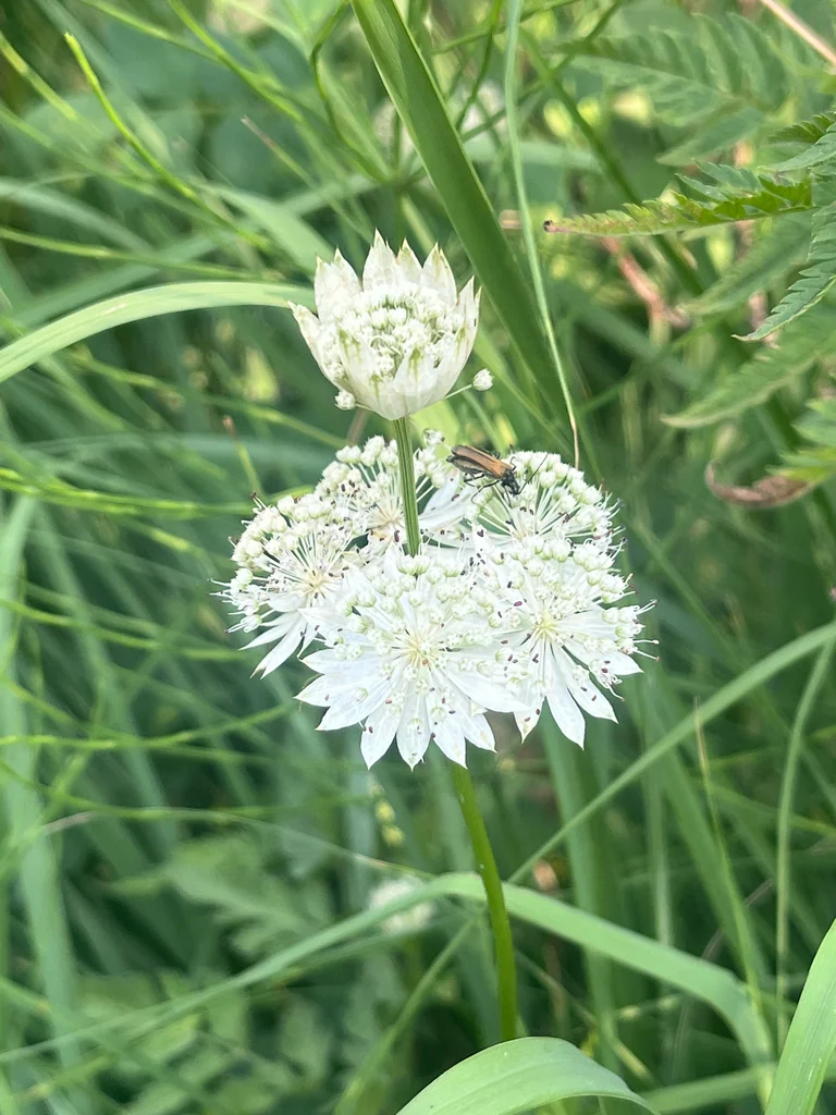 Astrantia Major