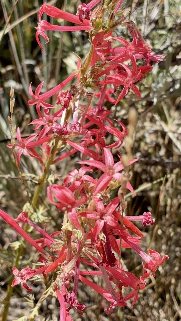 Ipomopsis Aggregata