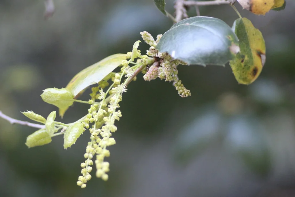Quercus agrifolia