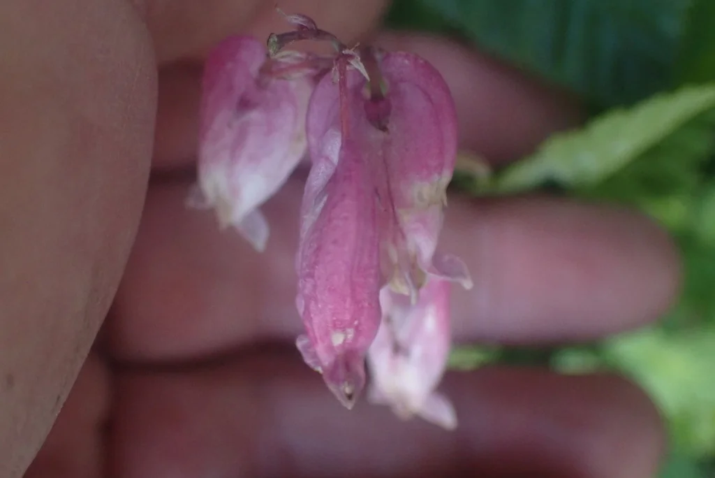Dicentra Formosa