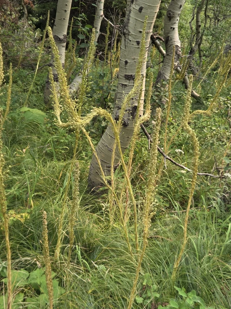 Xerophyllum Tenax