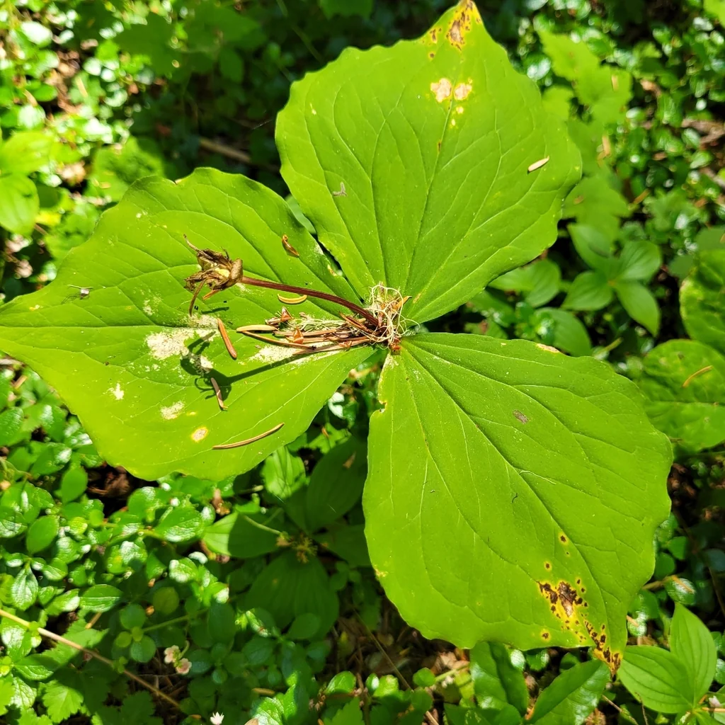 Trillium Ovatum