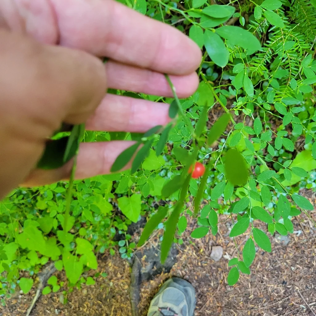 Vaccinium Parvifolium