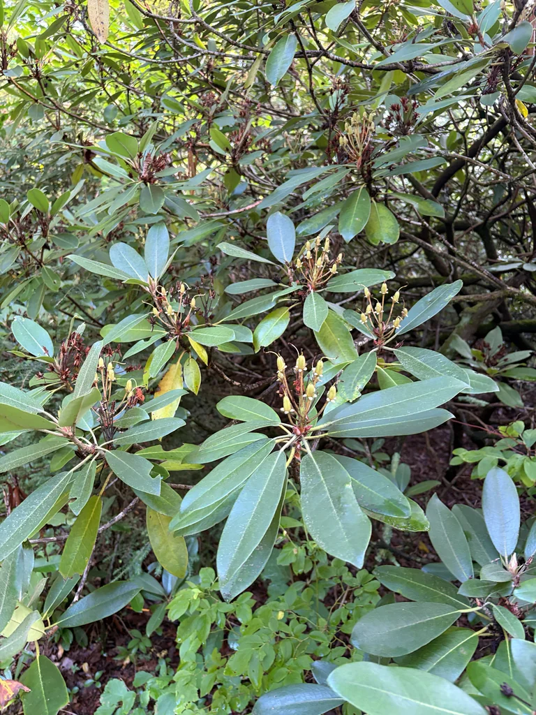 Rhododendron Maximum