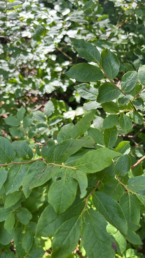Vaccinium Membranaceum