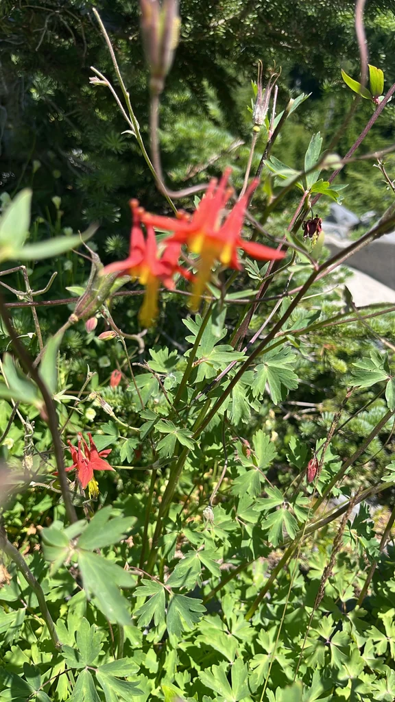 Aquilegia Formosa
