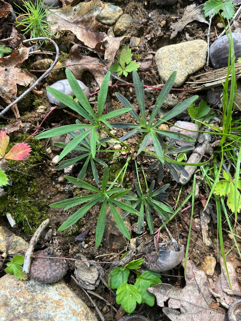 Viola Pedata