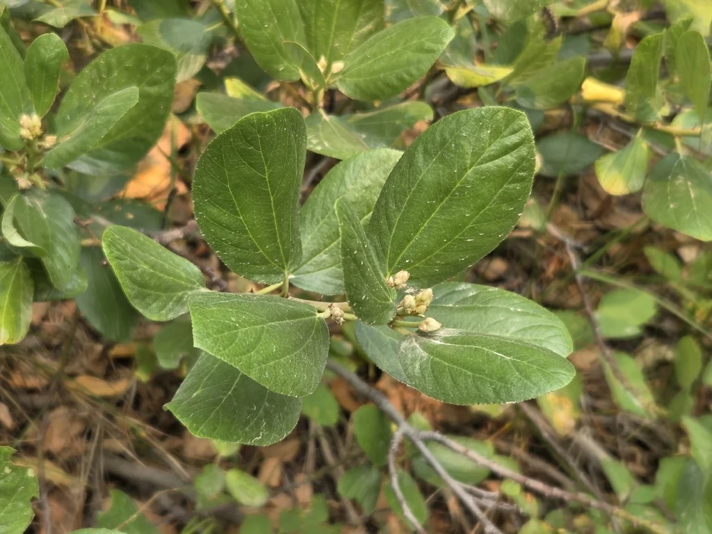 Ceanothus Velutinus