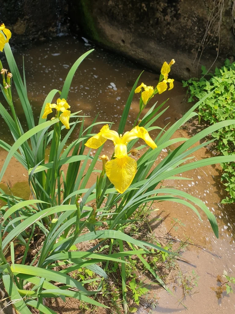 Iris Pseudacorus