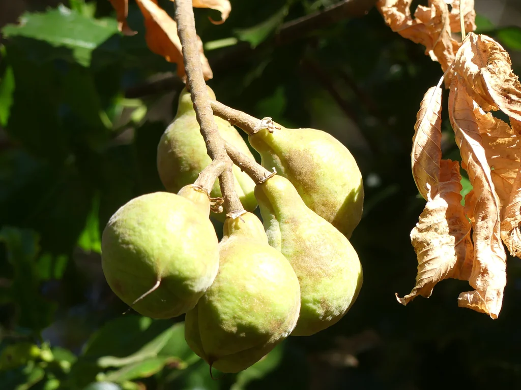 Aesculus Californica