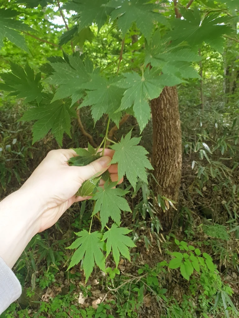 Acer Pseudosieboldianum