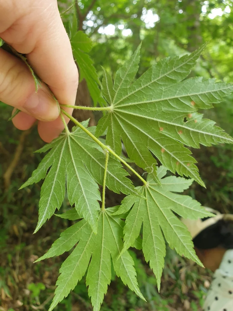 Acer Pseudosieboldianum