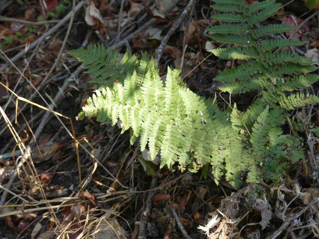 Dryopteris arguta