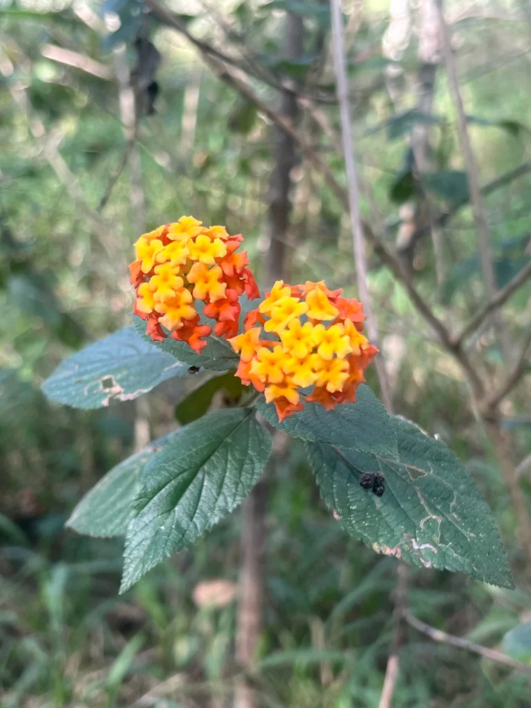 Lantana camara
