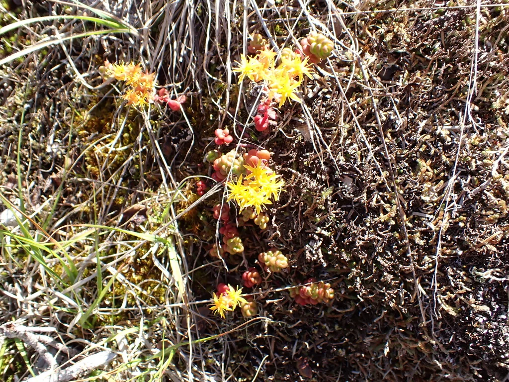 Sedum Divergens